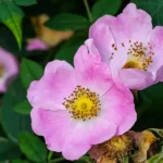 گل نسترن روی مزار