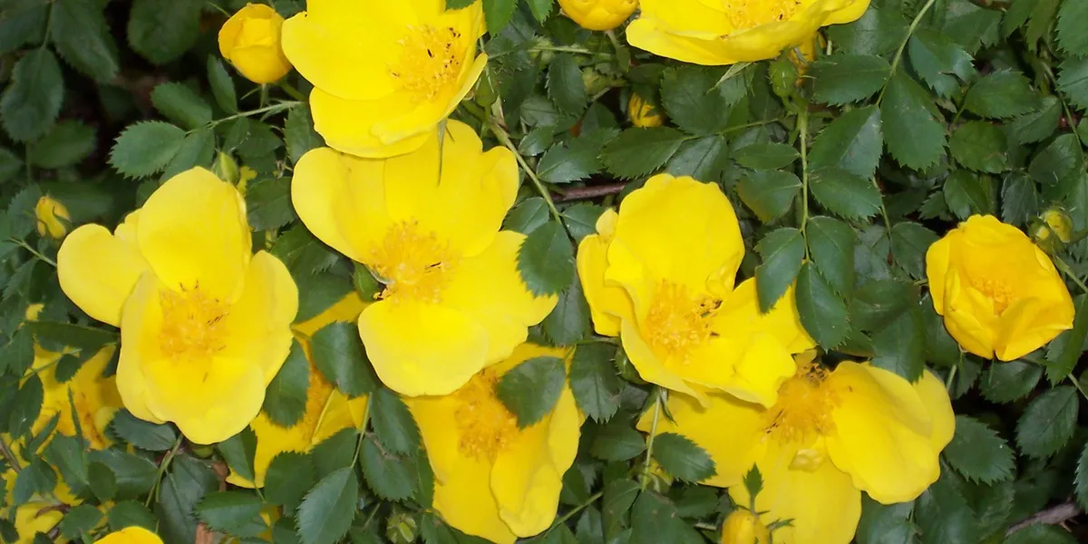 گل نسترن روی مزار